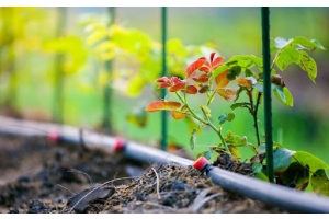 Planta junto a un sistema de riego por goteo en el interior de un jardín