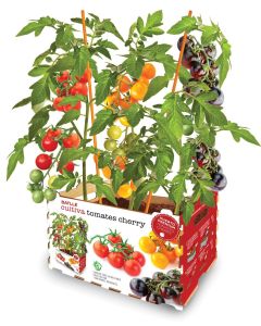 Huerto urbano tomate cherry batlle 160140unid
