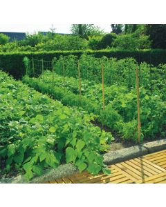 Malla entutorar trellinet luz 20x20 cm 2 x 10 m