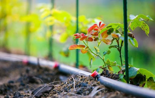 Planta junto a un sistema de riego por goteo en el interior de un jardín